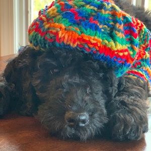 Meet your Posher, Dawn